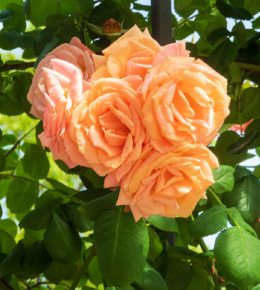 Rose orange en gros plan