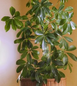 Schefflera dans un pot