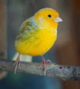 Un canari sur sa branche