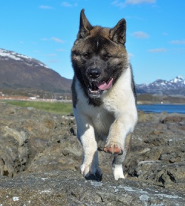 chiot akita