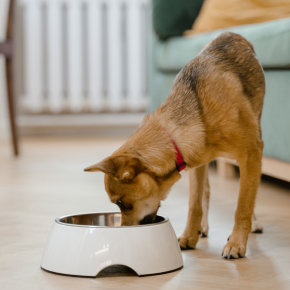 vignette alimentation