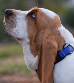 basset hound