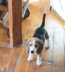 chien beagle