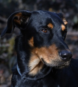 le beauceron