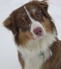 le berger australien