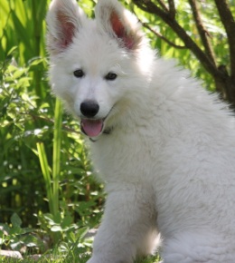 berger blanc suisse