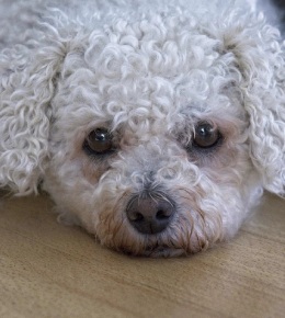 bichon frise