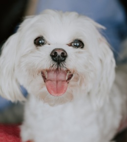 bichon maltais