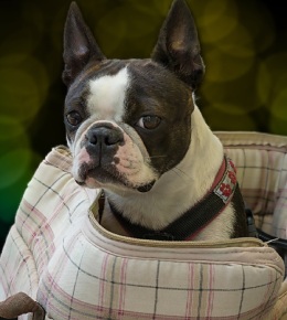 boston terrier