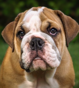 bulldog anglais