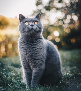 british shorthair