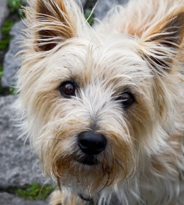 cairn terrier