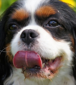 cavalier king charles