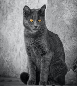 le chartreux