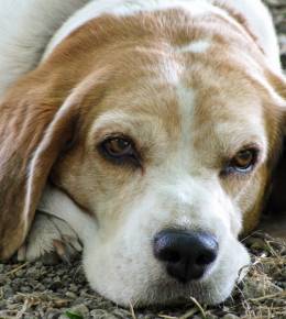 chien âgé