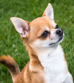 chihuahua