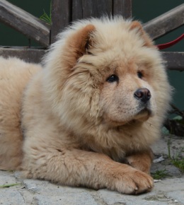 chowchow