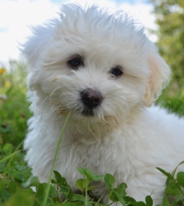 coton tulear