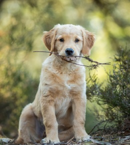 golden retriever