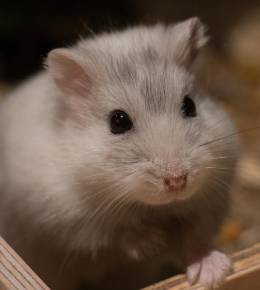 hamster