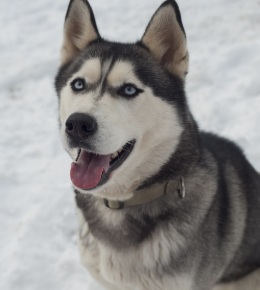 husky de siberie
