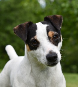 jack russel