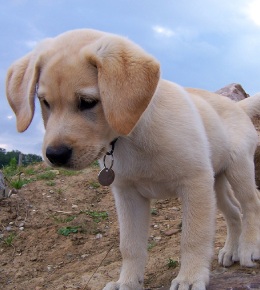 labrador
