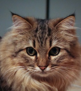 le main coon