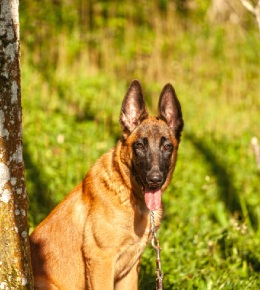 le malinois