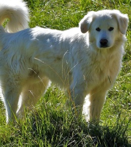 montagne des pyrenees