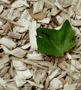 Copeaux de bois pour paillage.