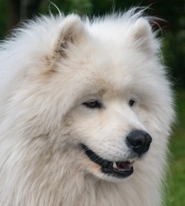 le samoyede