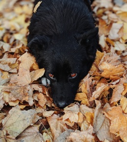 le schipperke
