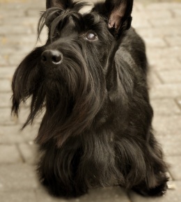 le scottish terrier