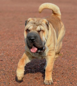 shar pei