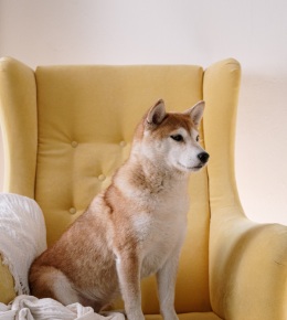 shiba inu