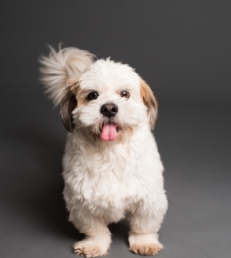 shih tzu