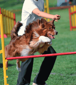 6 sports canins pour développer la complicité entre maitre et chien