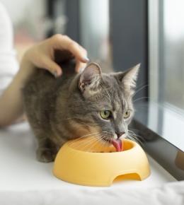 vignette transition chat