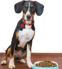 vignette transition chien