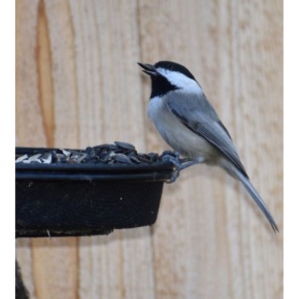 mangeoire oiseau