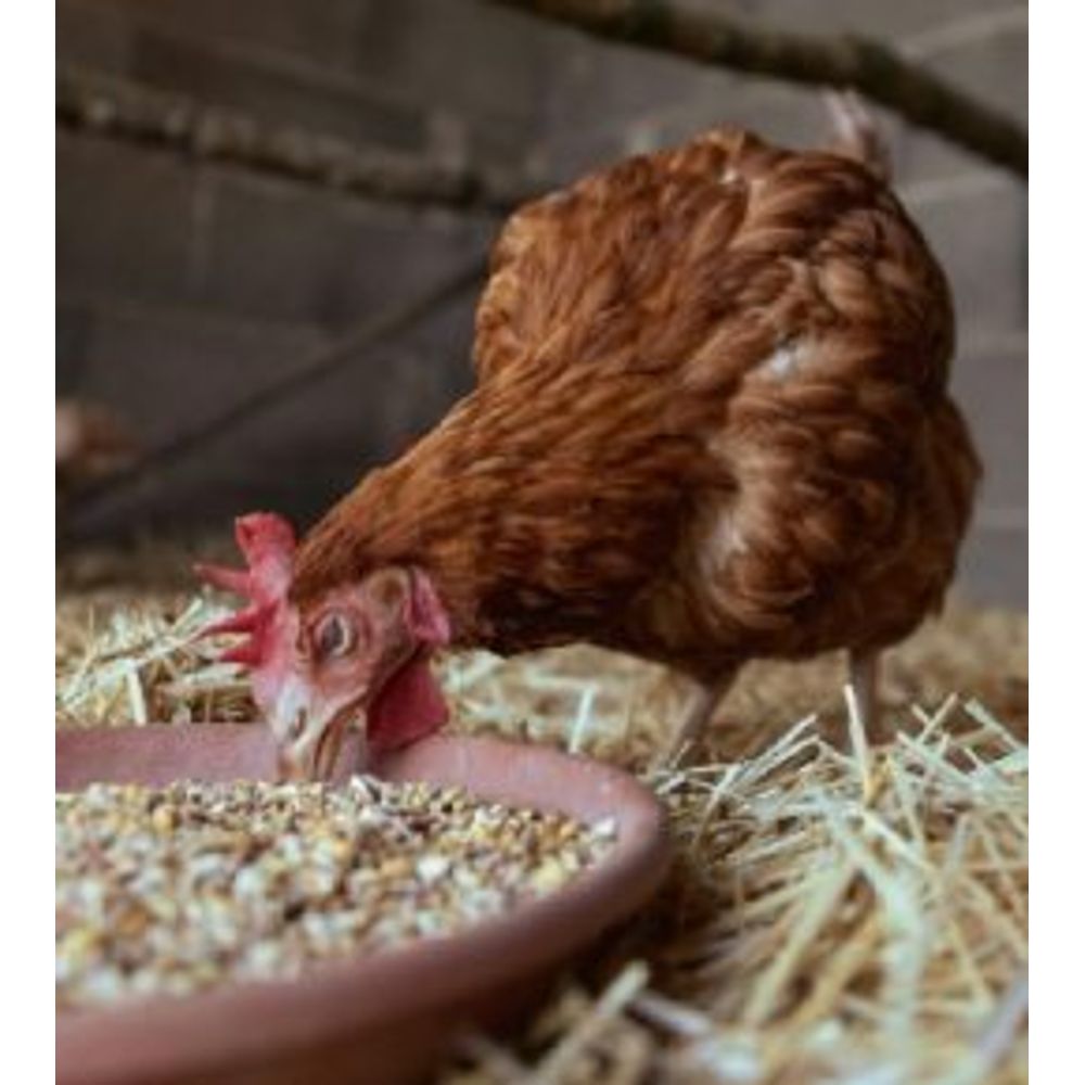 Comprendre les besoins alimentaires des poules