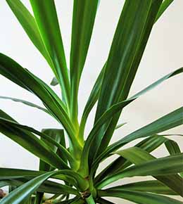 feuille yucca