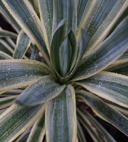 yucca feuilles
