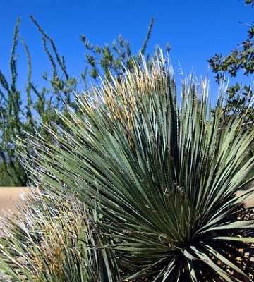 plante méditerranéenne yucca