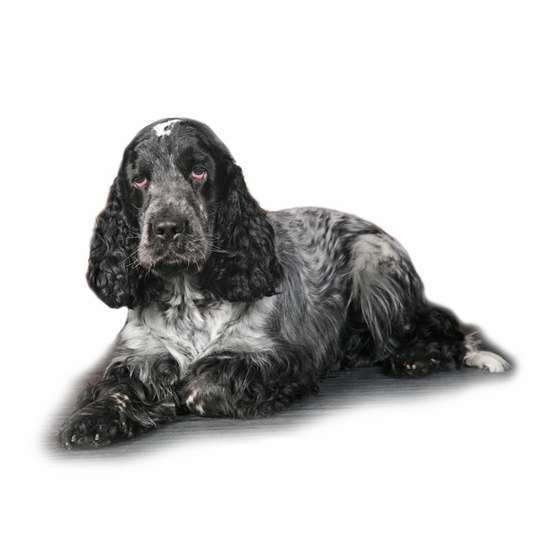 Cocker Anglais De Race Truffaut Cocker Anglais De Race Truffaut