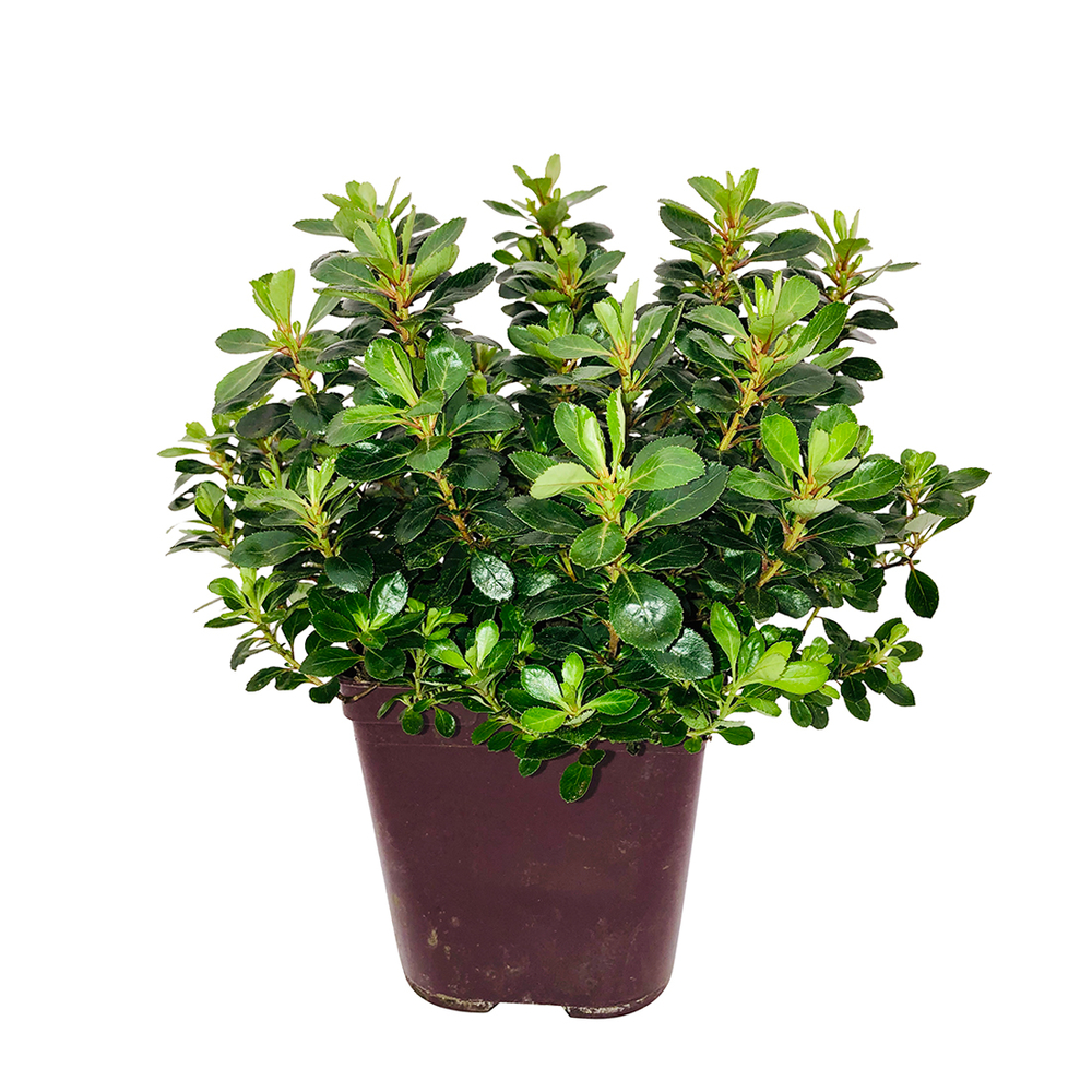 Escallonia ' red dream ': pot 3L