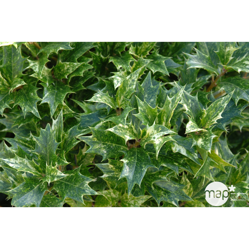 Osmanthus heterophyllus 'Goshiki' (='Tricolor') : H 30/40 cm ctr 3L