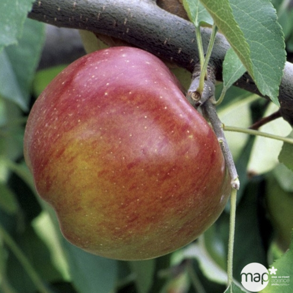 Pommier Melrose : cordon 2 bras 40 cm