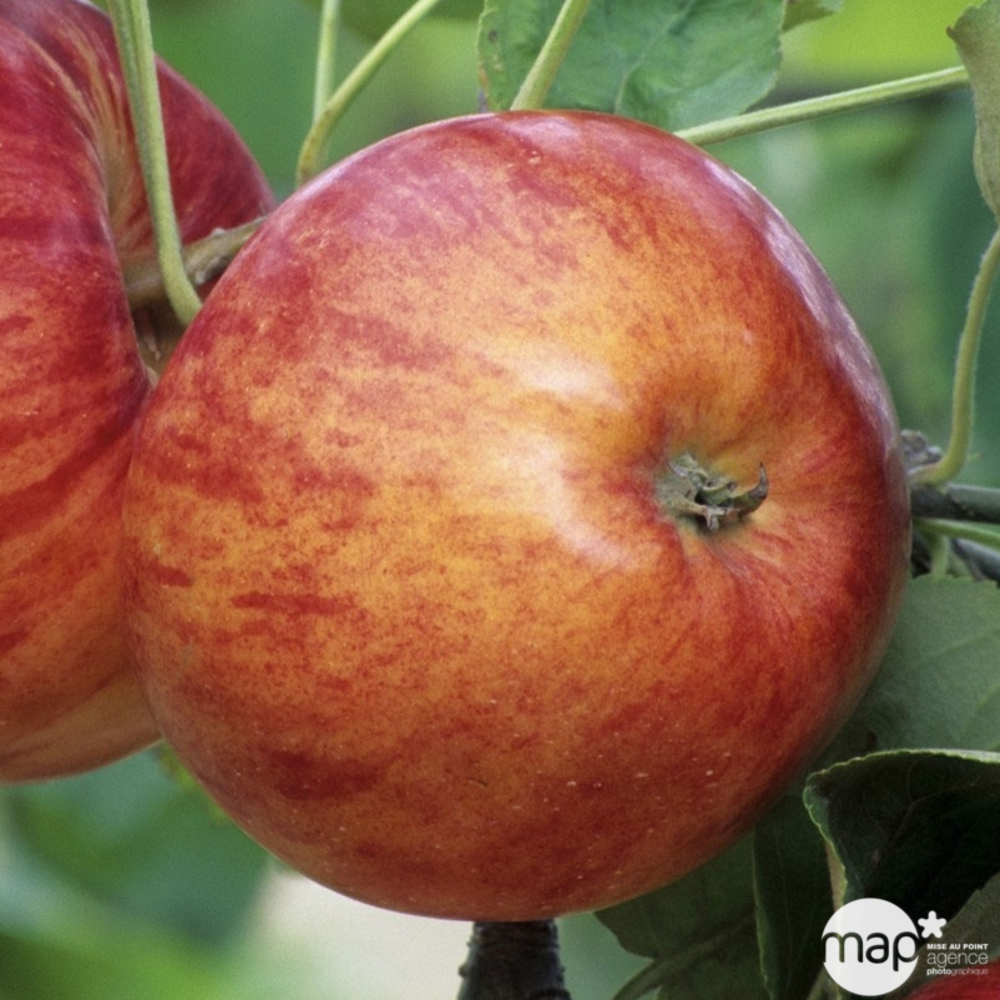 Pommier Reine des Reinettes : cordon deux bras 40 cm